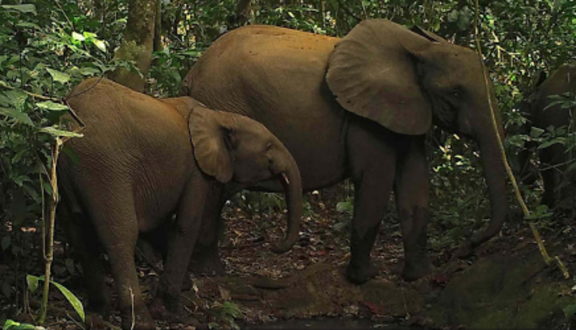 How ZSL uses ML to classify gunshots to protect wildlife