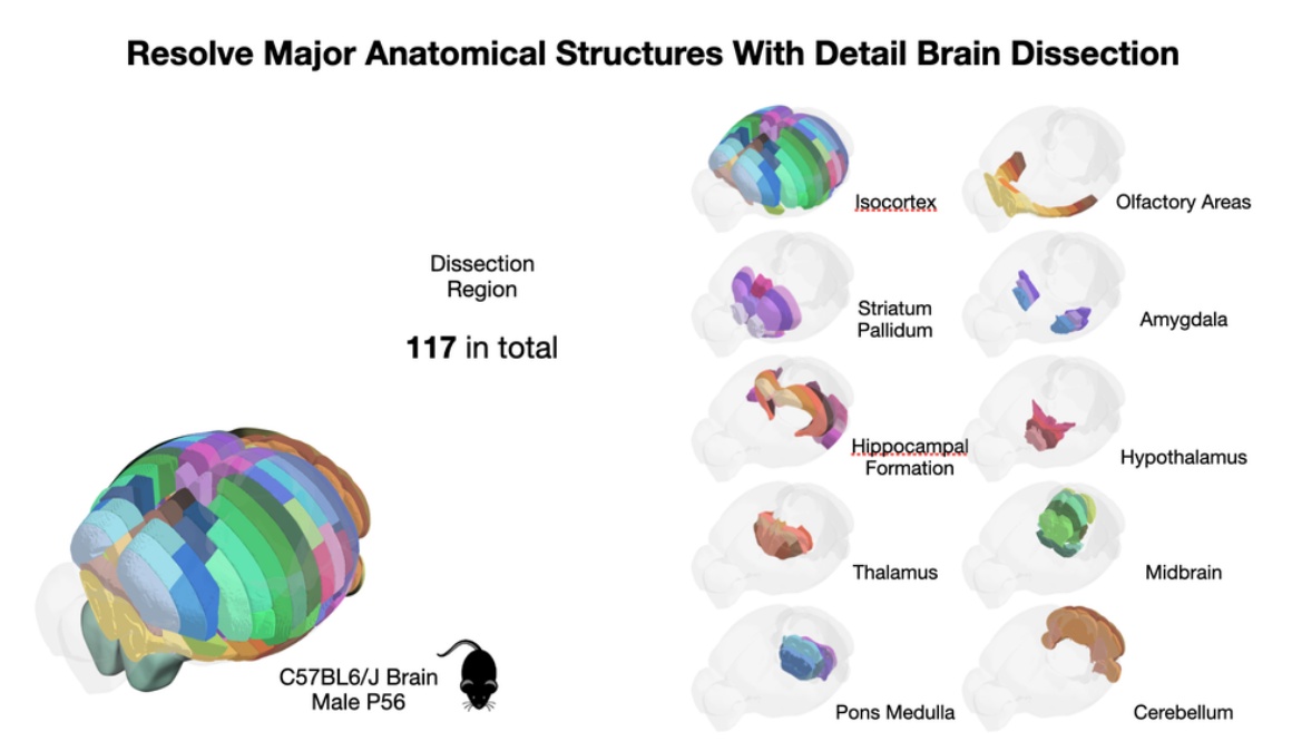 Salk Institute scientists scale brain research on Google Cloud with SkyPilot